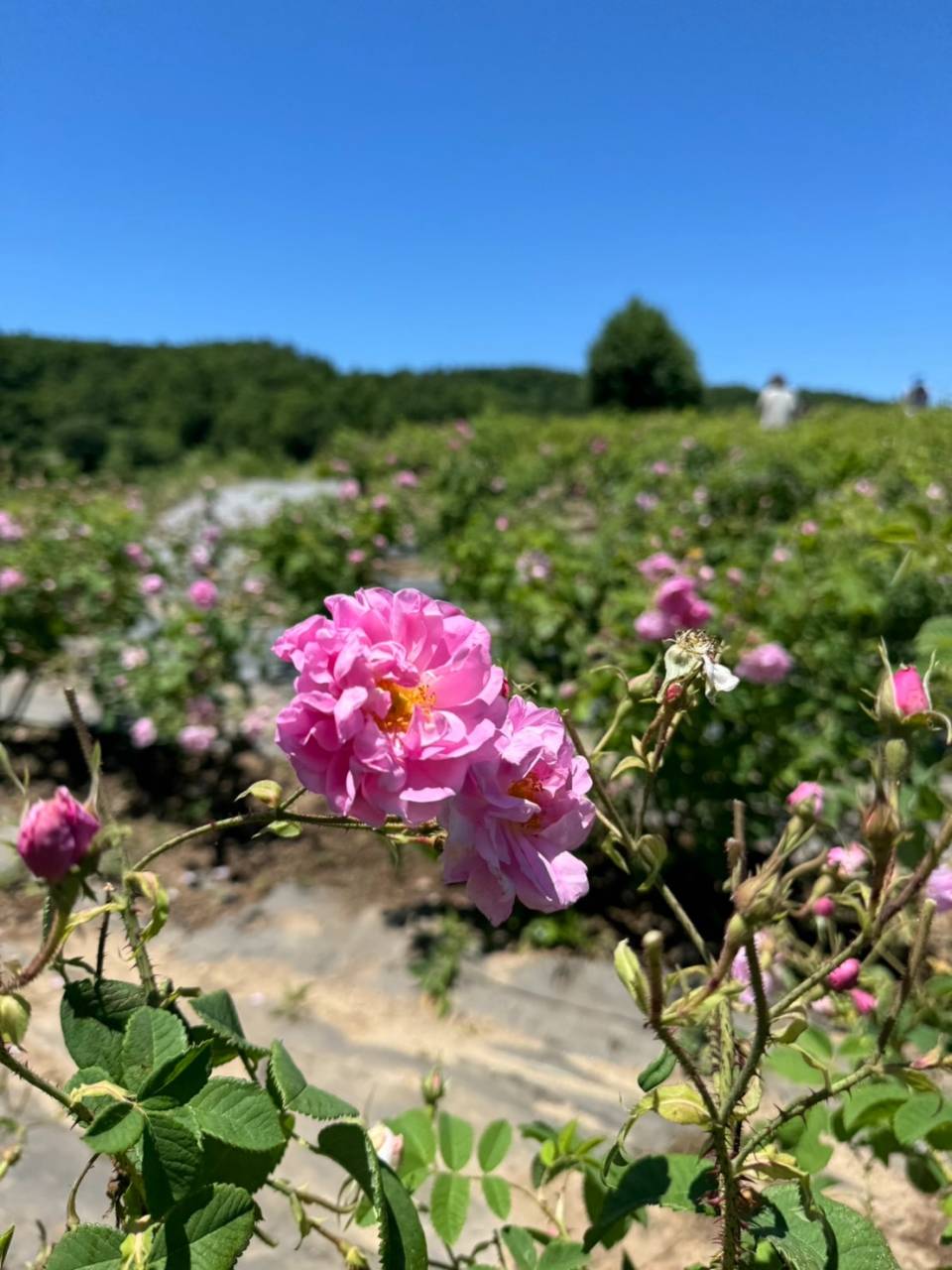 千葉県成田市のアロマスクール